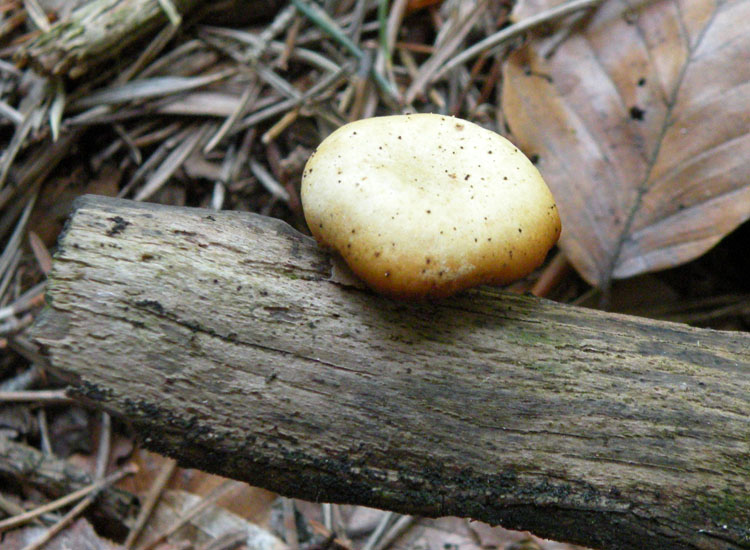 Polyporus varius, penso... (Polyporus varius)